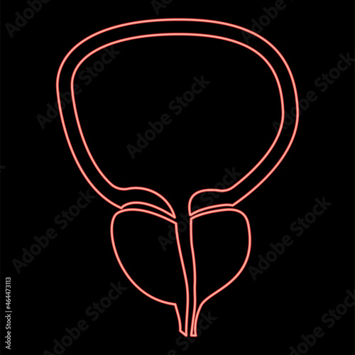 Neon the prostate gland and bladder red color vector illustration flat style image