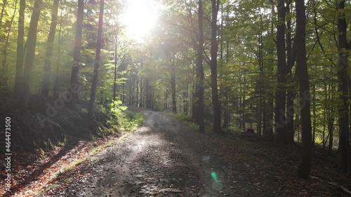 Inside forest autumn path smooth slider right left. Cinematic 30 fps slinking sun