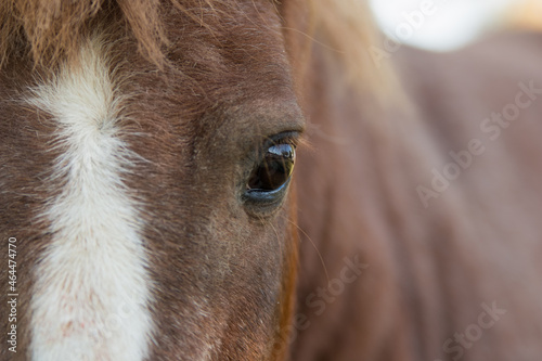 Close-up eyes of a domestic horse