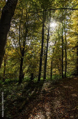Jesienny Las  © wedrownik52