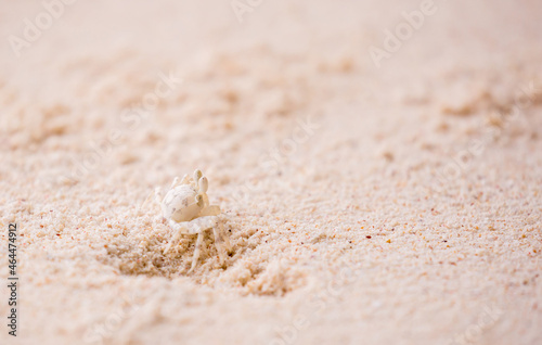 A crab on the beach is running on the white sand. Exotic animals in the resorts of tropical islands. The concept of a beach holiday in the tropics.