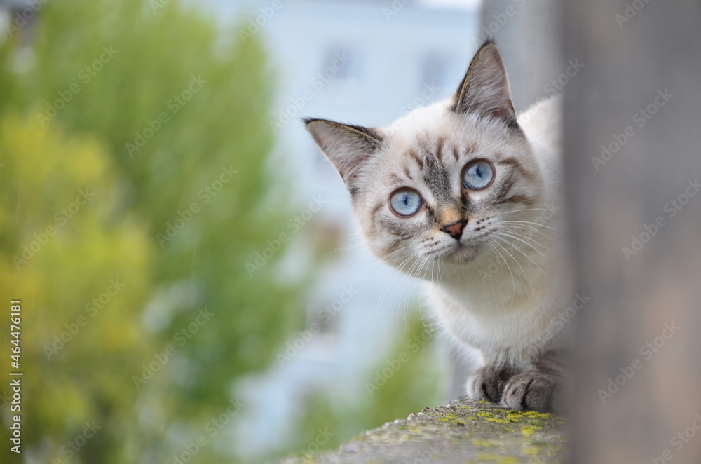 The cat looks to the side and sits on a window. Portrait of a fluffy gray cat with blue eyes in nature, close up. Siberian breed
