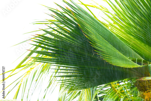 Tropical rain  season of precipitation. Rain on the background of defocused palm leaves.