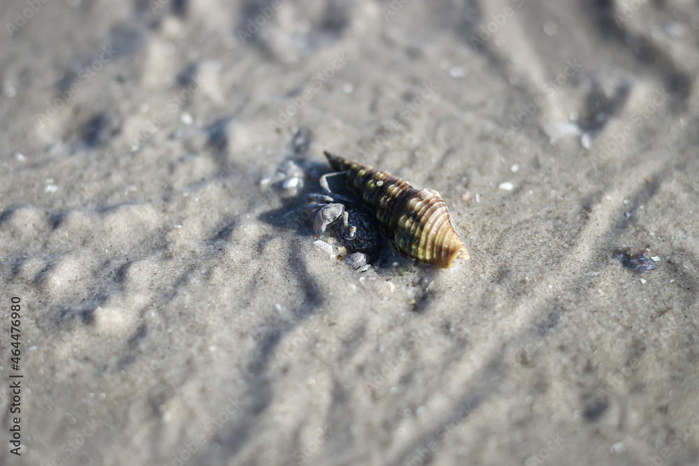 Small clams on the beach. Small clams on the beach.
