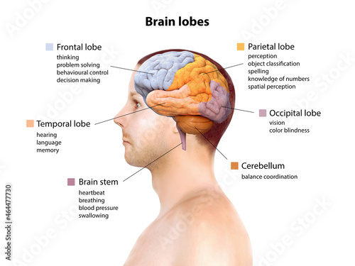 Human brain anatomy, function area, mind system, 3d render photo