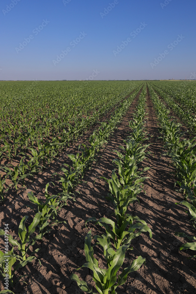 Agriculture, green corn field in early summer with clear blue sky, agriculture in late spring or early summer