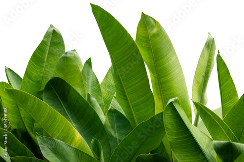 Green leaves palm tree in sunshine isolated with clipping path on white background. Tropical plant foliage with copy space.
