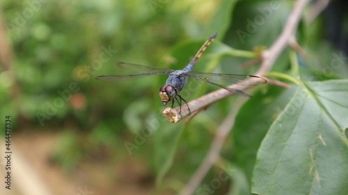 Close up of a yellow tailed ashy skimmer dragonfly eating a captured sting less bee