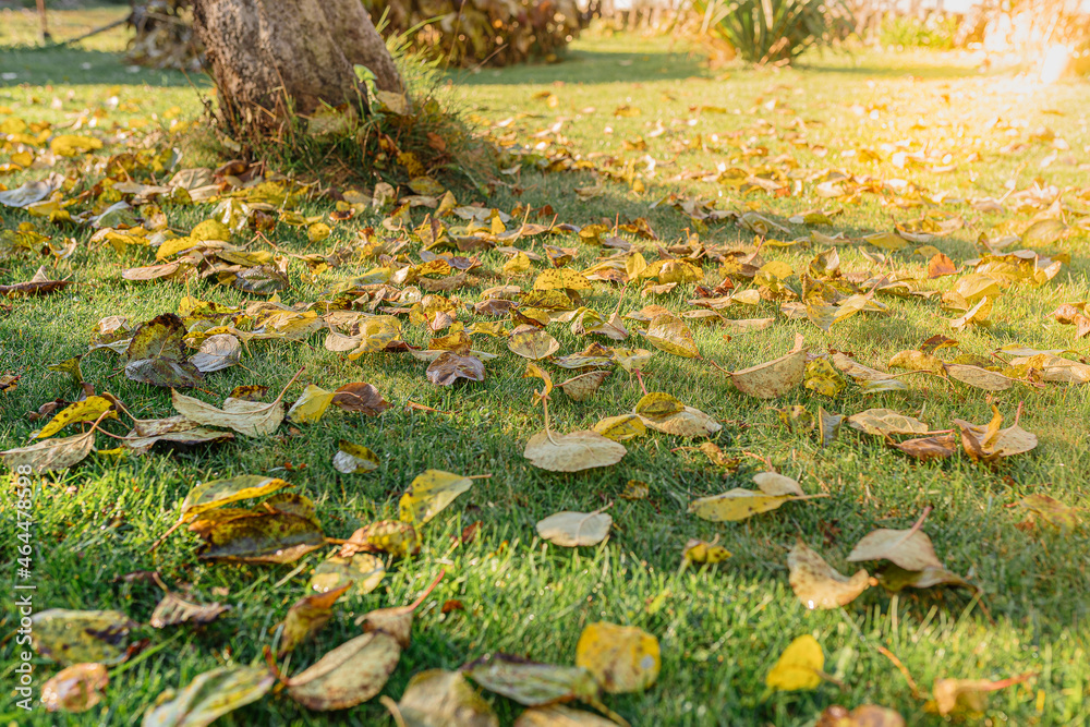 autumn leaves in the park autumn leaves in the park