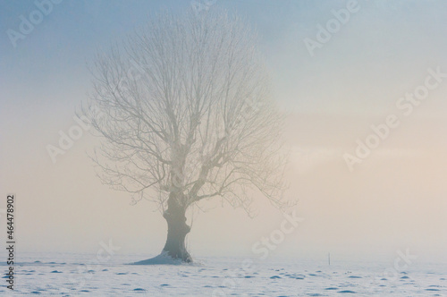Trees in the fog stand in a snow-covered field © irimeiff