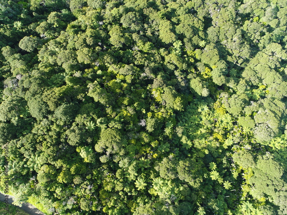 Overhead drone shot of green forest