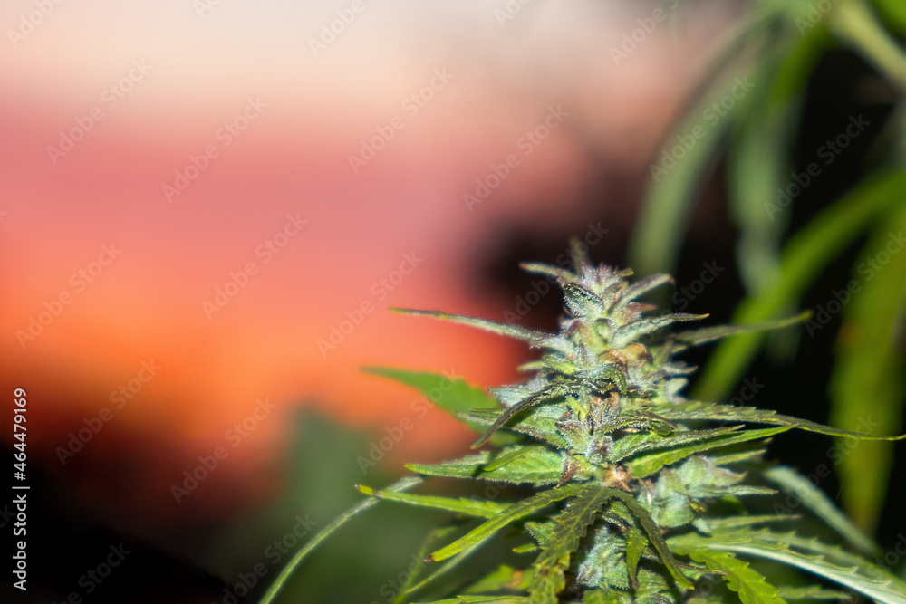 green cannabis bud on orange sky background green cannabis bud on orange sky background