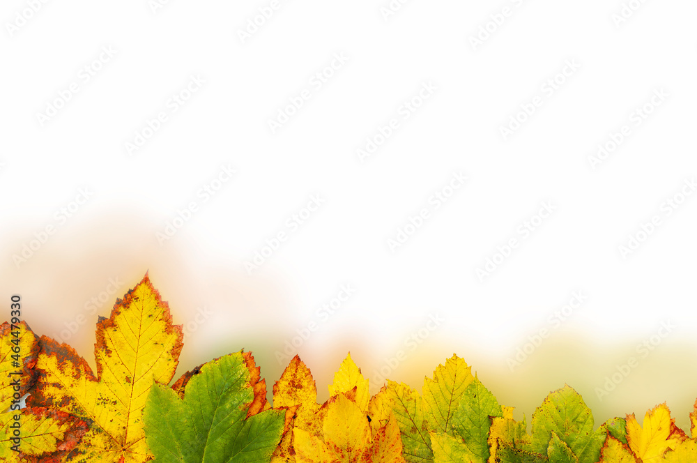 Wielobarwne malownicze jesienne liście klonu na białym tle. - obrazy, fototapety, plakaty 