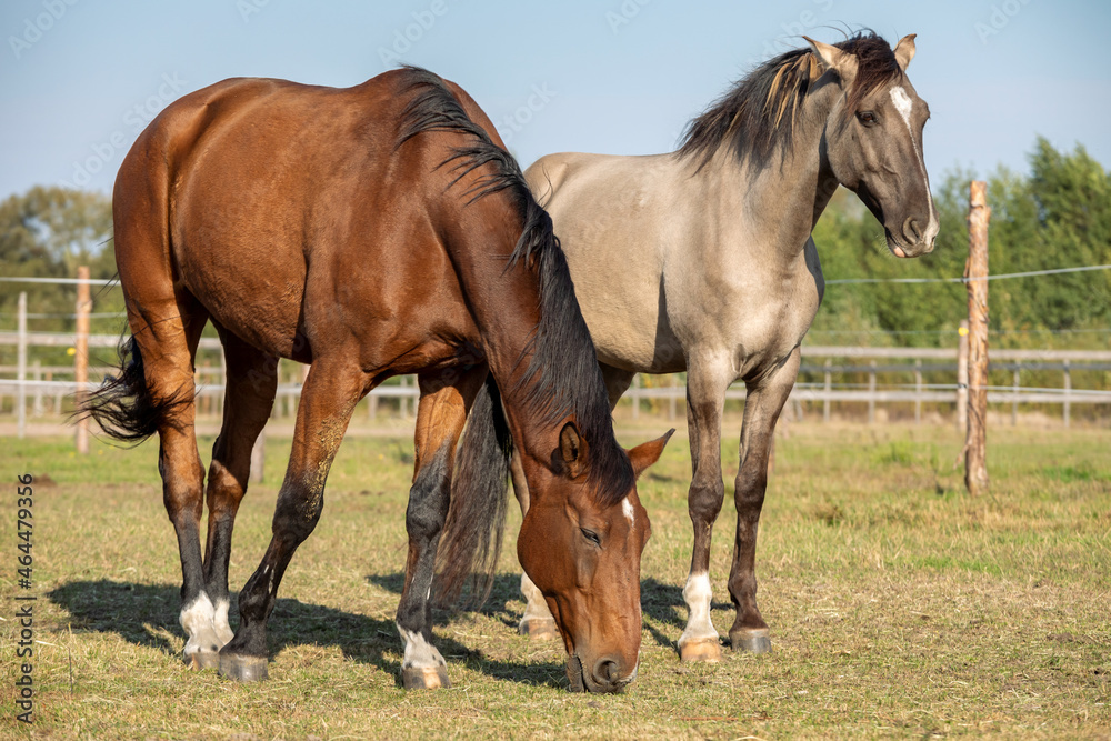 Two gelding horses together on a paddock. Grullo coat color horse (Lusitano breed) and bay horse tranquil equestrian scene.