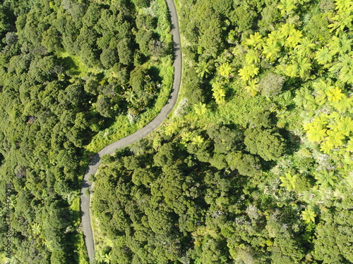 Overhead drone shot of green forest