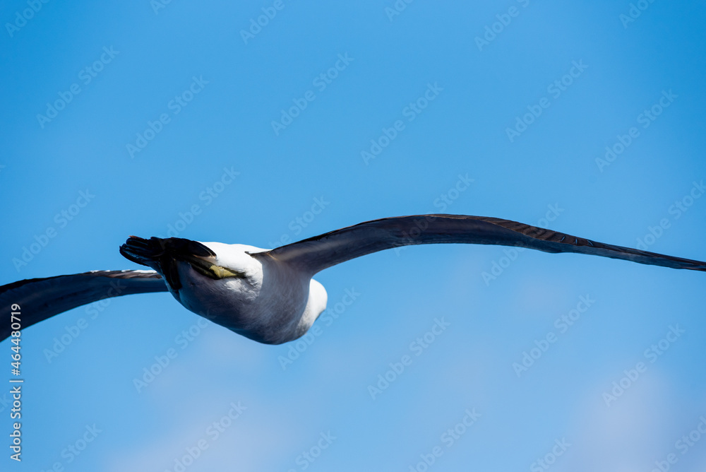 Seabird Masked, (Sula dactylatra) flying over the ocean. Seabird is hunting for flying fish jumping out of the water. Seabird Masked, (Sula dactylatra) flying over the ocean. Seabird is hunting for flying fish jumping out of the water.