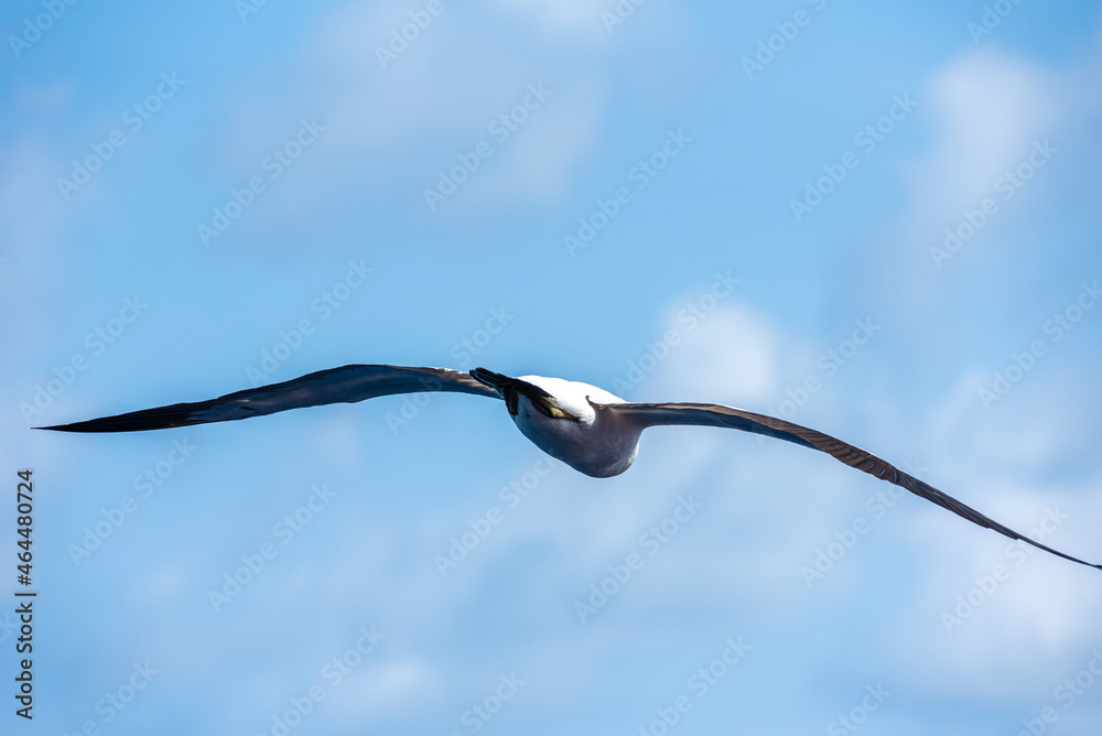 Obraz premium Seabird Masked, (Sula dactylatra) flying over the ocean. Seabird is hunting for flying fish jumping out of the water.