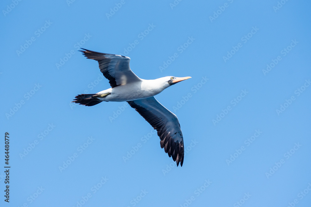 Obraz premium Seabird Masked, (Sula dactylatra) flying over the ocean. Seabird is hunting for flying fish jumping out of the water.