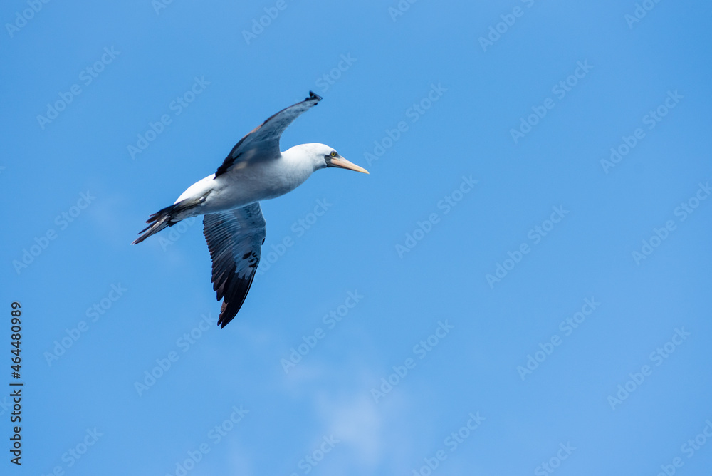 Seabird Masked, (Sula dactylatra) flying over the ocean. Seabird is hunting for flying fish jumping out of the water. Seabird Masked, (Sula dactylatra) flying over the ocean. Seabird is hunting for flying fish jumping out of the water.