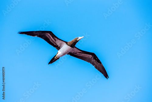 Seabird Brown Booby  Sula leucogaster  flying over the calm Pacific Ocean near the coast of Mexico. 