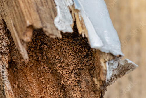 Drywood termites and frass