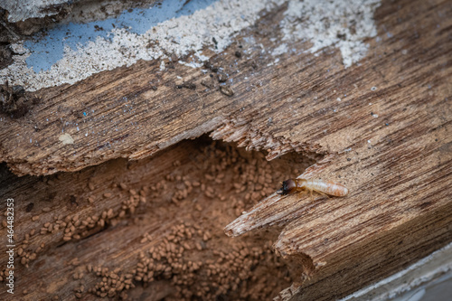 Drywood termites and frass