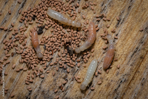 Drywood termites - Cryptotermes primus 