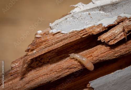 Dry wood termite eating timber inside a house