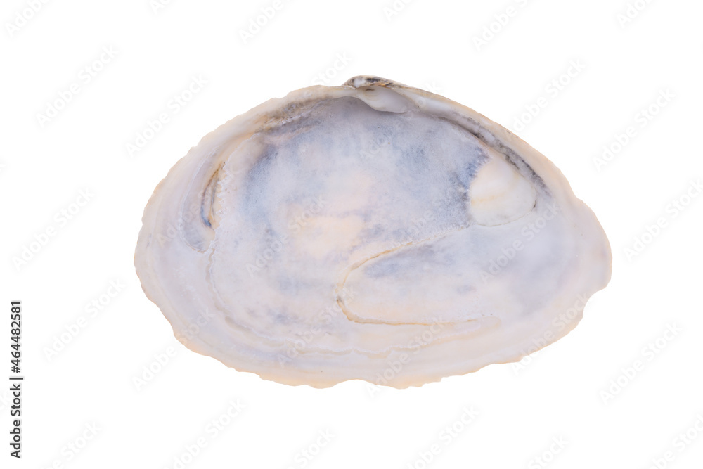 sea shell isolated on white