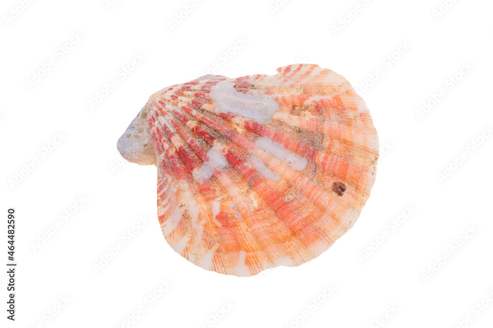 sea shell isolated on white sea shell isolated on white