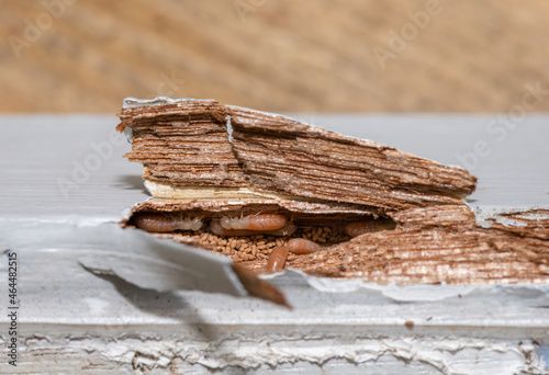 Drywood  Termites - destructive termites photo