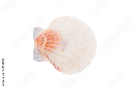 sea shell isolated on white