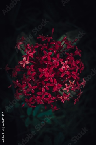 red flowers
