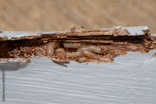 Drywood  Termites - destructive termites