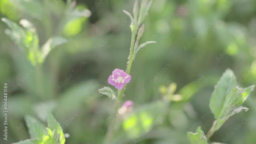 Close-up of small pink flowers swaying in the wind Close-up of small pink flowers swaying in the wind