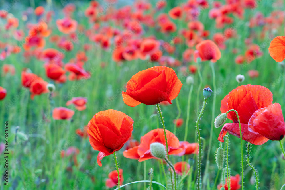 Fototapeta premium field of poppy flowers
