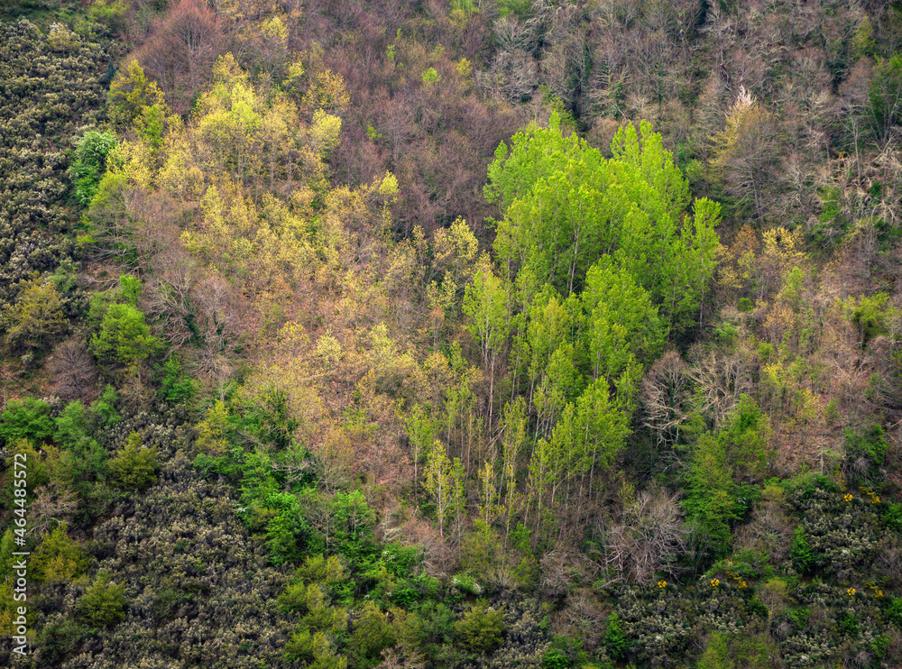 Mixed forest with a heart shape