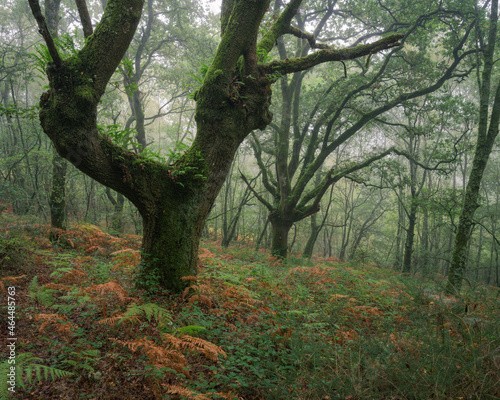 Mystical atmosphere in an ancient misty forest