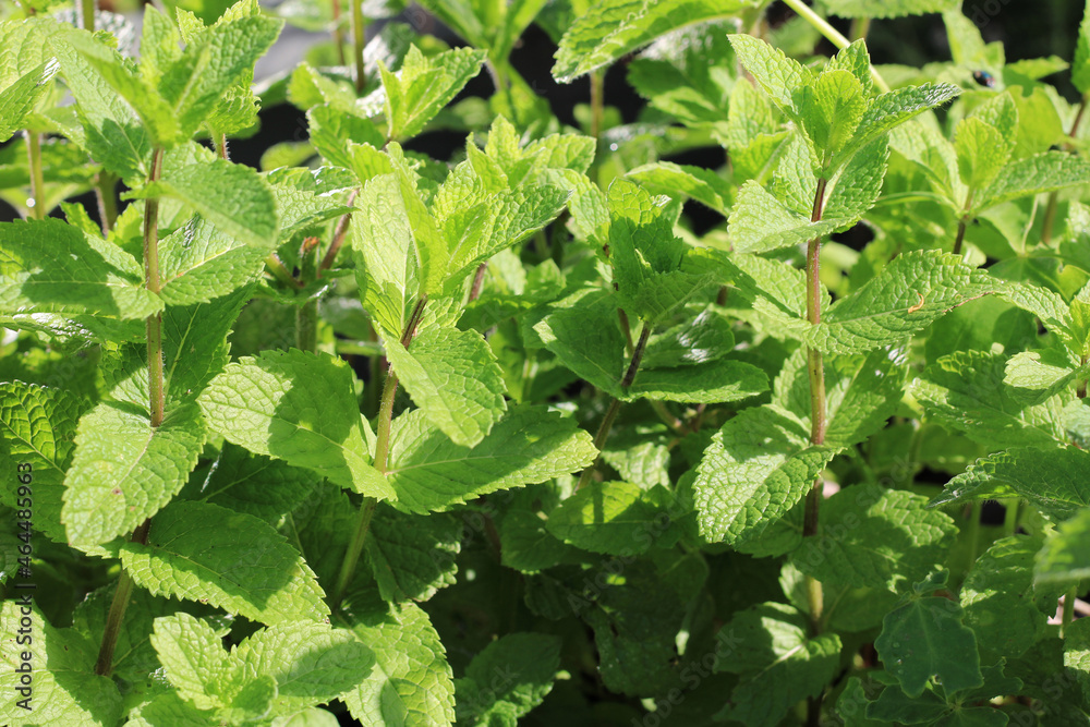 Menthe verte Menthe verte