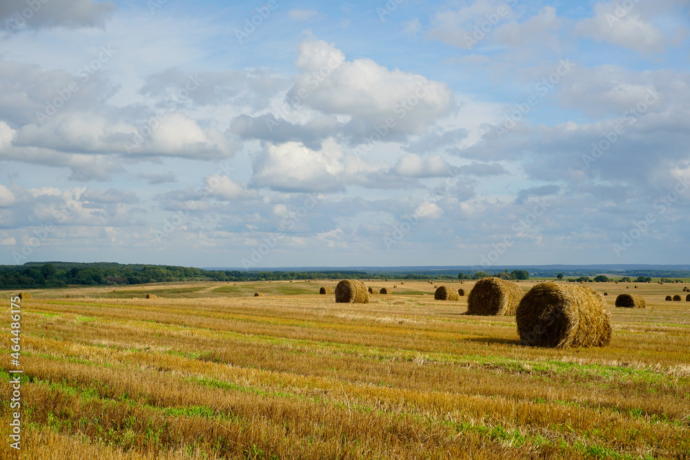 Rural landscape. Harvested field and straw bales. Blue sky. Horizon. August. Summer is over.	