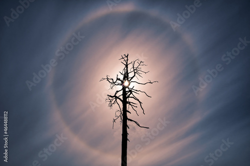 22 degree sun halo behind a deadwood on a beautiful cloud patterns in the sky.