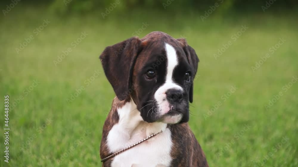 Young puppy dog breed German Boxer. Young puppy dog breed German Boxer.