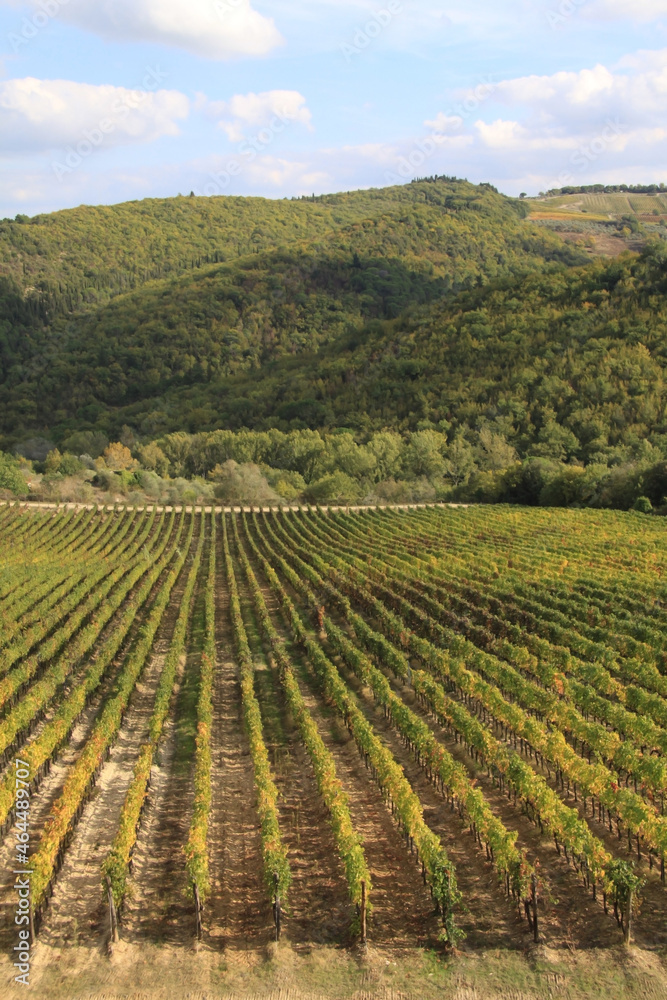 Chianti vineyard landscape with rows of grape plants in Tuscany, Italy, Europe.