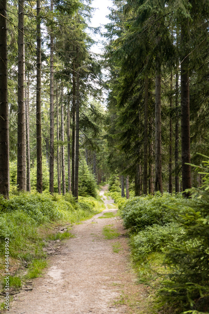path in the woods path in the woods