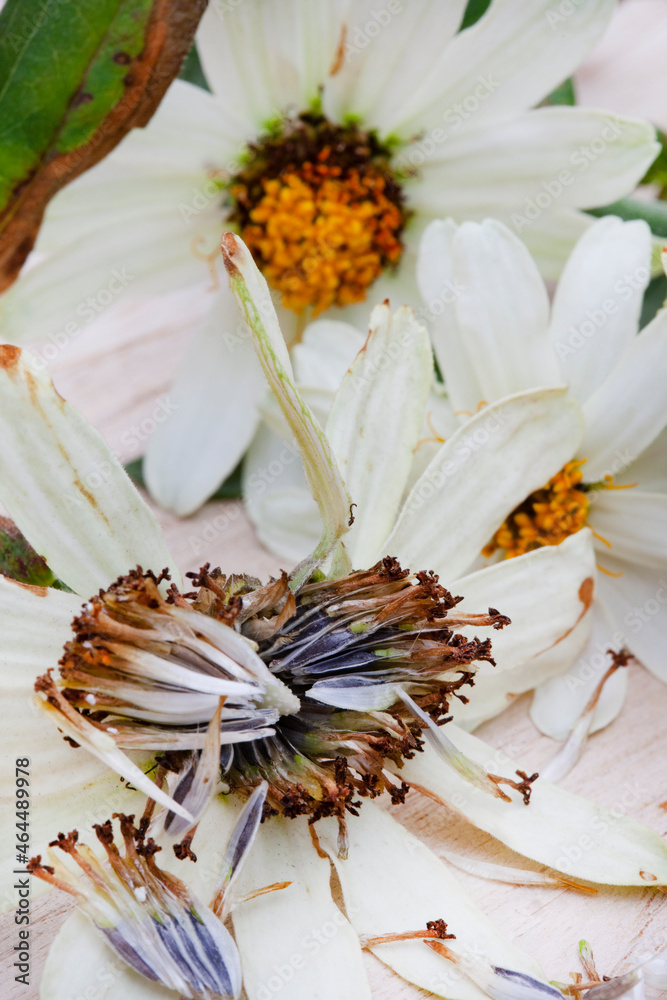 harvesting seeds from white Zinnia flowers