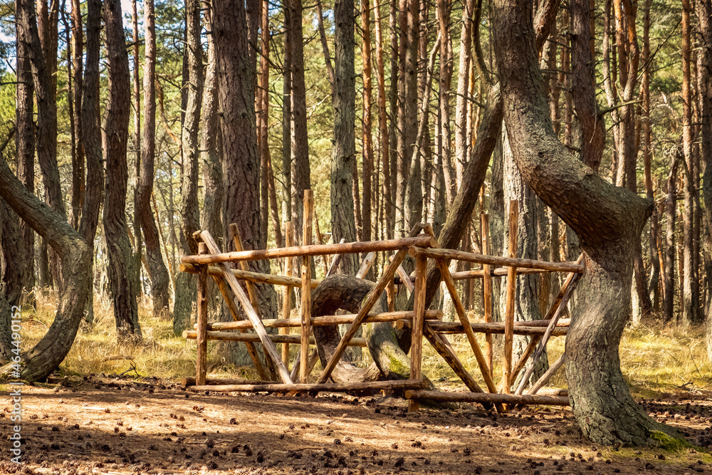 The Dancing Forest is a nature reserve. Unique curved tree trunks on the Baltic coast. The Dancing Forest is a nature reserve. Unique curved tree trunks on the Baltic coast.