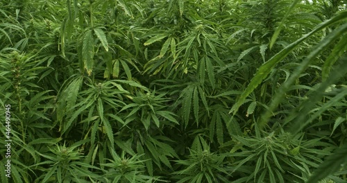 Organic textile hemp plants in a field in Denmark