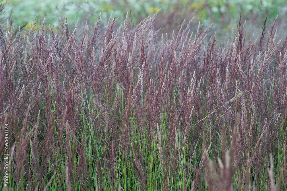 meadow with high grass meadow with high grass