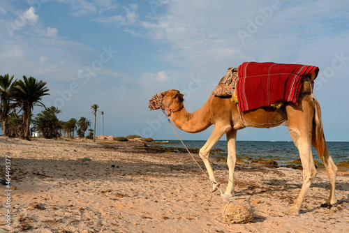 camel on the deserted beach