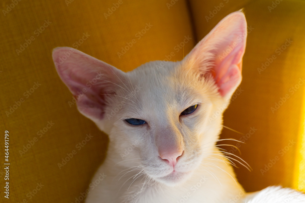 Oriental shorthair white kitten with blue eyes sitting on the yellow armchair